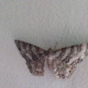 Meet your Posher, Jodi